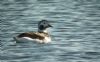 Long-tailed Duck at Paglesham (Steve Arlow) (60162 bytes)